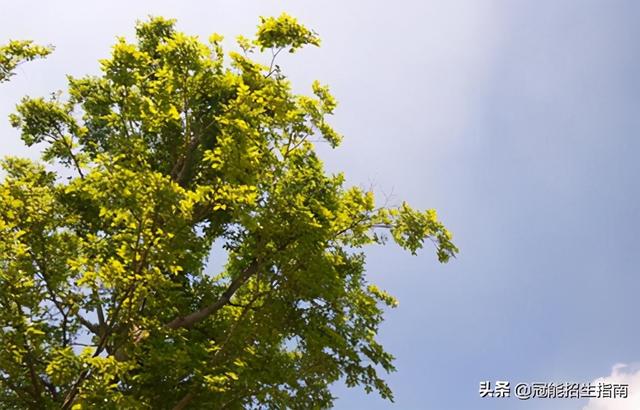 成都空乘學校招生要求(重慶空乘學校招生要求)