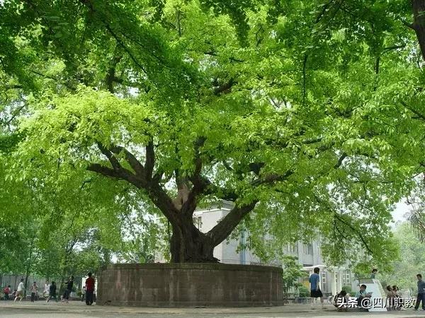 宜賓職業(yè)技術(shù)學(xué)校排名(宜賓職業(yè)學(xué)校有哪些專業(yè))